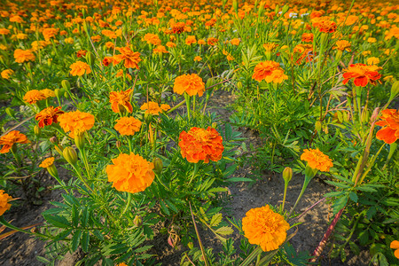 季节橙色和红花朵的大田紧闭着充满活力植物图片