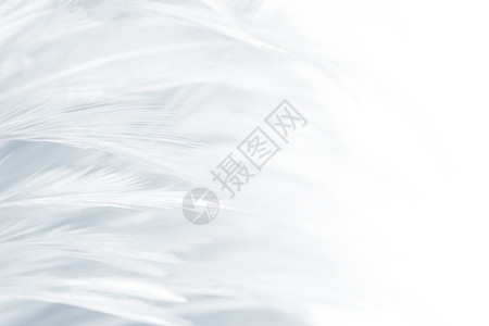 白色的美丽羽毛羊花纹理背景形象的房间图片