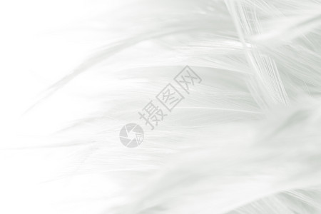 美丽的白色羽毛羊花纹理背景鹰波西米亚风格颜色图片
