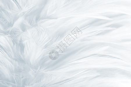 梦白色的毛茸美丽白色羽毛羊花纹理背景图片