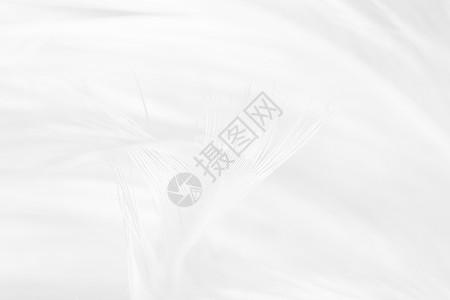 现代的光滑桌面美丽白色羽毛羊花纹理背景背景图片