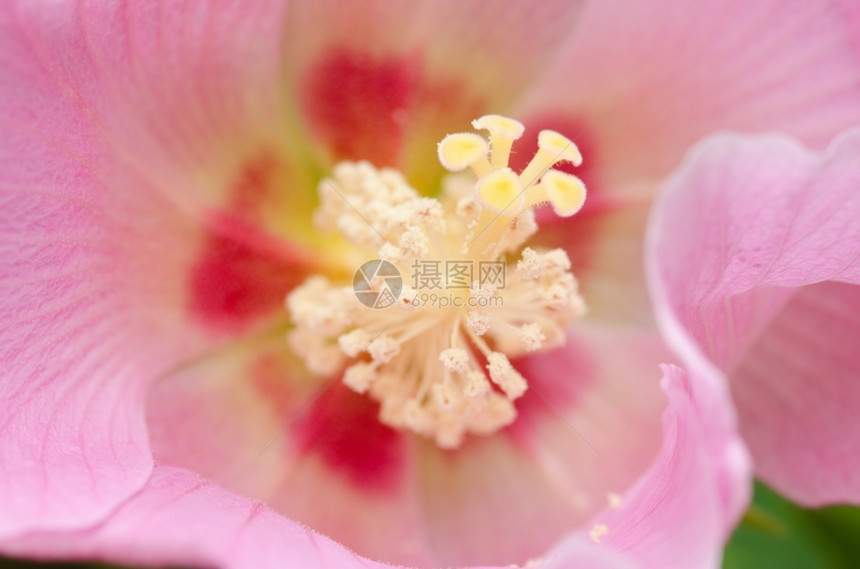 雌蕊粉红色的花朵细节美丽的粉红色花朵详细描述锦葵科蔷薇果图片