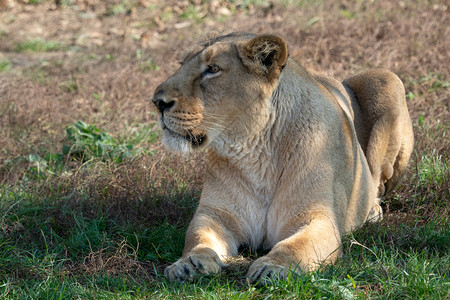 A类严重濒危物种美洲豹Leopersica狮子座亚洲母图片