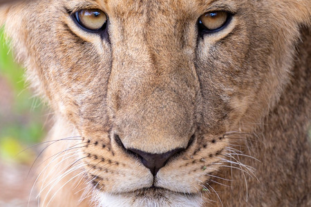 一种猫只母狮的面孔一只母狮的面孔坦桑尼亚图片
