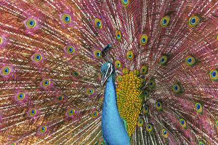 尾巴艺术美丽的孔雀展示其美丽的羽毛跳舞图片