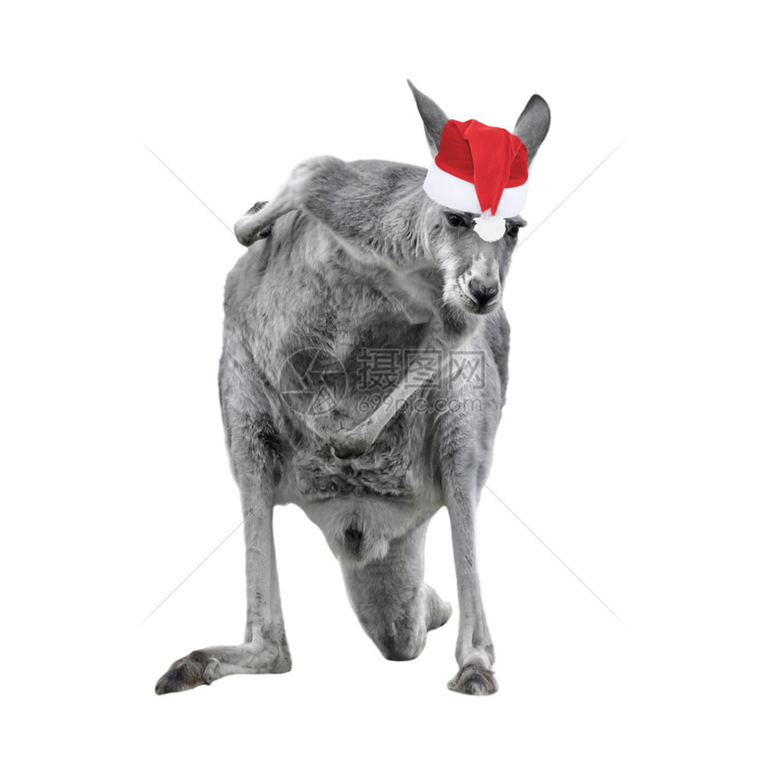 戴着圣诞帽的雄袋鼠在白色背景下被隔离大袋鼠全长正面看新年概念鲁弗斯跳动物图片
