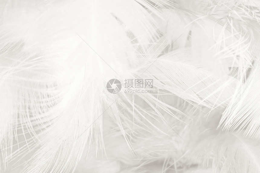 白色的美丽羽毛羊花纹理背景灰色的天使图片