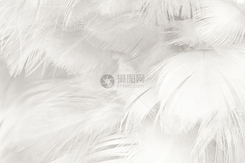 美丽的白色羽毛羊花纹理背景颜色房间质地图片