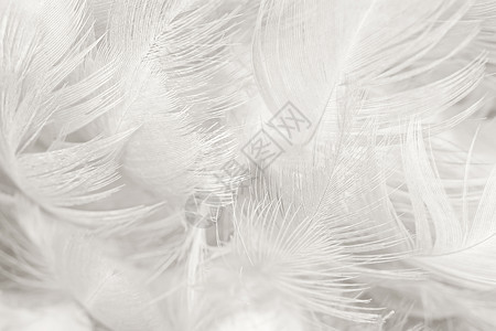 艺术放荡不羁的美丽白色羽毛羊花纹理背景粉彩图片