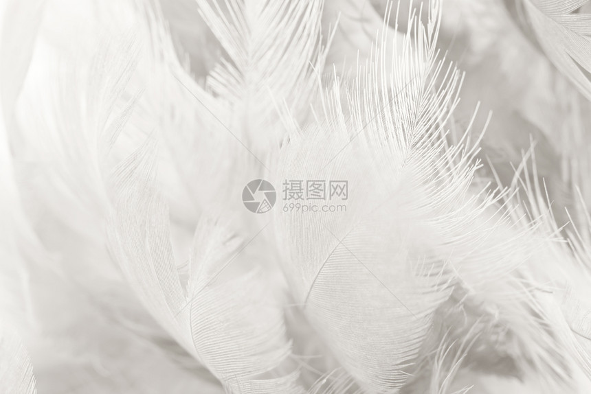 美丽的白色羽毛羊花纹理背景鸟鸡光滑的图片