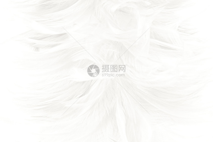 柔软的鸡奢华美丽白色羽毛羊花纹理背景图片