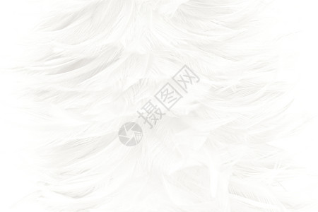 美丽的白色羽毛羊花纹理背景天鹅有创造力的粉彩背景图片