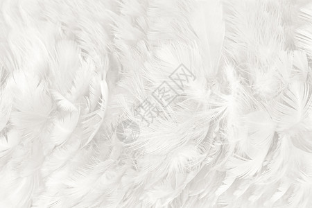 波西米亚风格美丽的白色羽毛羊花纹理背景柔软的鸟背景图片