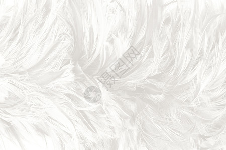 美丽的白色羽毛羊花纹理背景茸的艺术白色图片