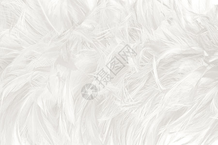 有创造力的自然美丽白色羽毛羊花纹理背景粉彩背景图片