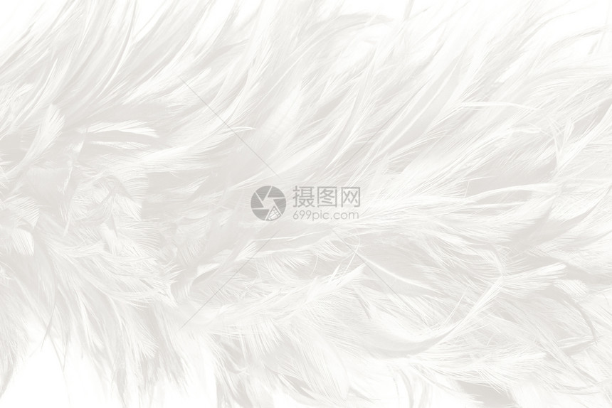 质地优雅的美丽白色羽毛羊花纹理背景梦图片