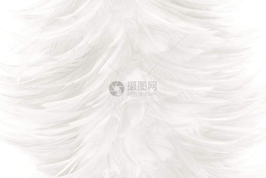 天鹅美丽的白色羽毛羊花纹理背景茸的活图片