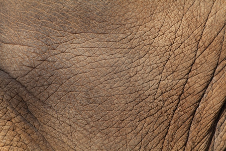 大象皮肤背景动物园印度人图片