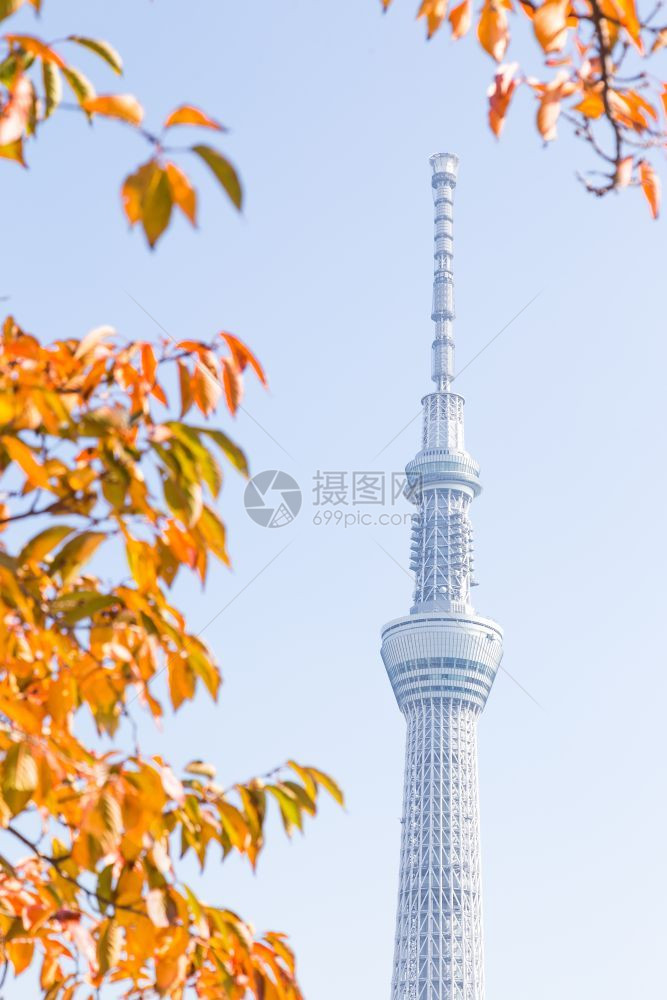 满的开花东京天空树在公园摩大楼东京空树的下在白天日本东京2016年月4日建造图片