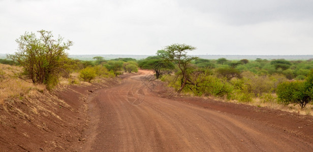 黄色的肯尼亚风景穿过公园的路草原图片