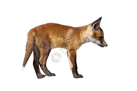 毛皮荒野欧洲红狐狸幼崽被白种背景隔离全身动物硫磺腐烂美丽的图片