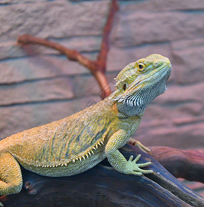 物种长胡子蜥蜴是一种藻类宠物巴塔图片