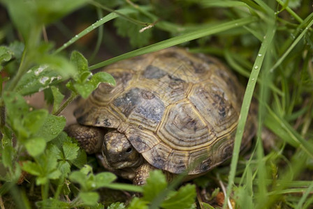 步行意大利托斯卡纳花园的乌龟物种保护图片