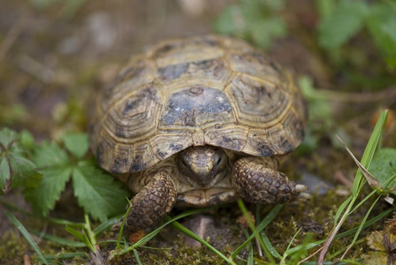 测试多缓慢移动濒危意大利托斯卡纳花园的乌龟图片