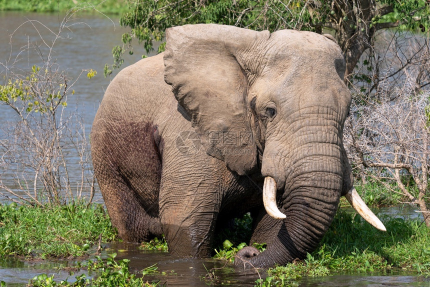 王国风景生物群落非洲大象Loxodontaafriana乌干达穆尔奇松瀑布公园图片