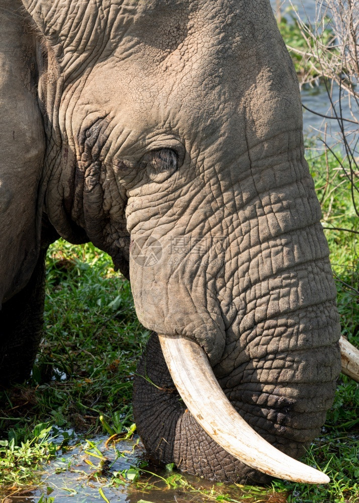 非洲大象Loxodontaafriana乌干达穆尔奇松瀑布公园动物群默奇森中继的图片