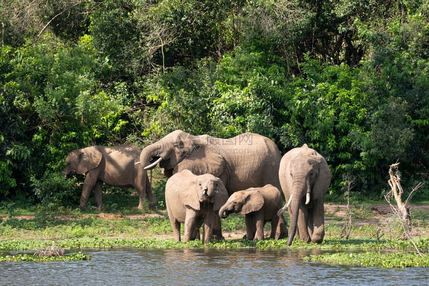 主题非洲大象Loxodontaafriana乌干达穆尔奇松瀑布公园风景下降图片