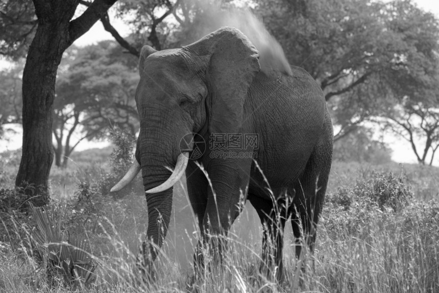 哺乳动物默奇森非洲大象Loxodontaafriana乌干达穆尔奇松瀑布公园自然图片