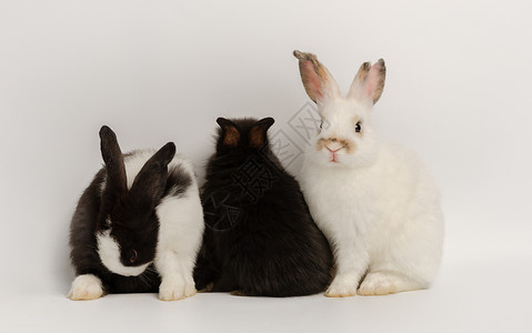 三只不同品种的兔子图片
