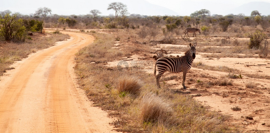 公园斑马正站在路边观望着肯尼亚的野外旅行萨凡纳观看图片