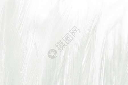 柔软度黑色的美丽线条白羽毛花布图案背景动物图片