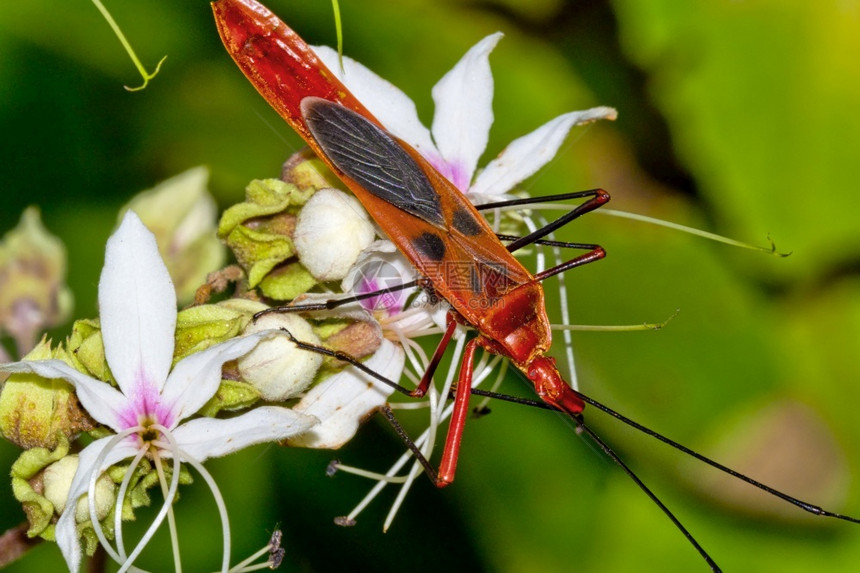 ShieldBugChustBugRiverineForestRoyalBardiaNationalParkBardiyaPar图片