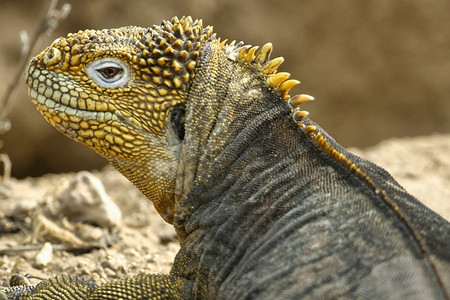 绿鬃蜥蜴加拉帕戈斯土地鬣蜥Conolophussubcristatus加拉帕戈斯公园加拉帕戈斯群岛联合国教科文组织世界遗产厄瓜多尔美国爬背景