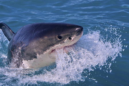 全职猎人西索动物学观鲨大白鱼CarcharododonCarcharias甘斯巴伊南非西开普洲阿尔韦托卡雷拉背景