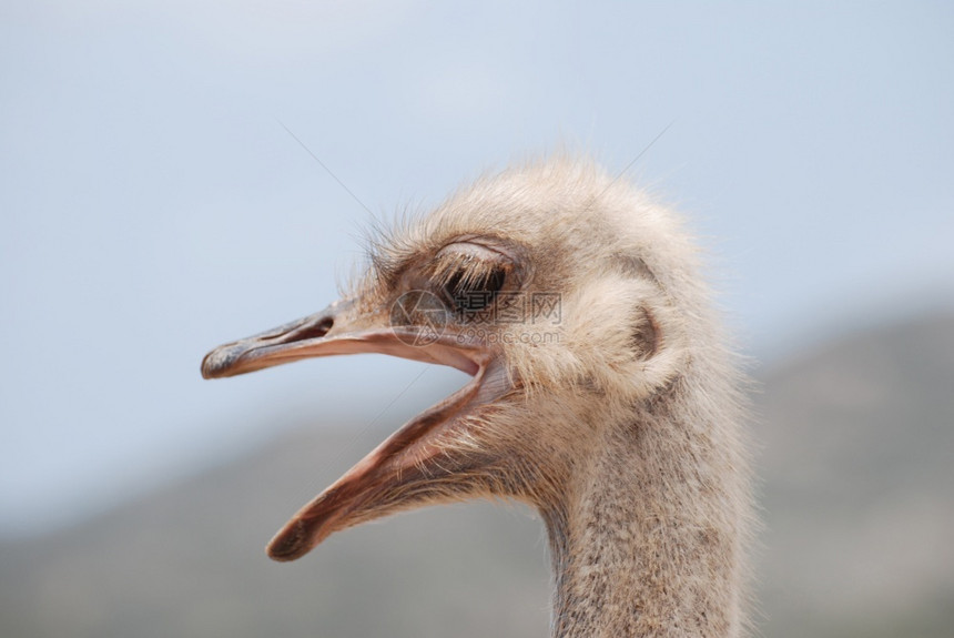 阿维斯快了普通鸵鸟奥斯特里希和他的嘴唇露天大吵叫在阿鲁巴的一个养鸡场上图片
