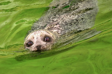 奥斯特谢尔德克林生物学三角洲公园HarbourSealPhocavitulinaDeltaparkNeeltjeJansZeelend荷兰欧洲福背景