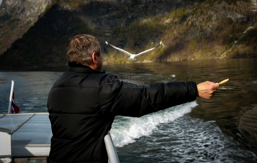 在挪威的费奥德人从船上喂养海鸥自然天空旅行图片