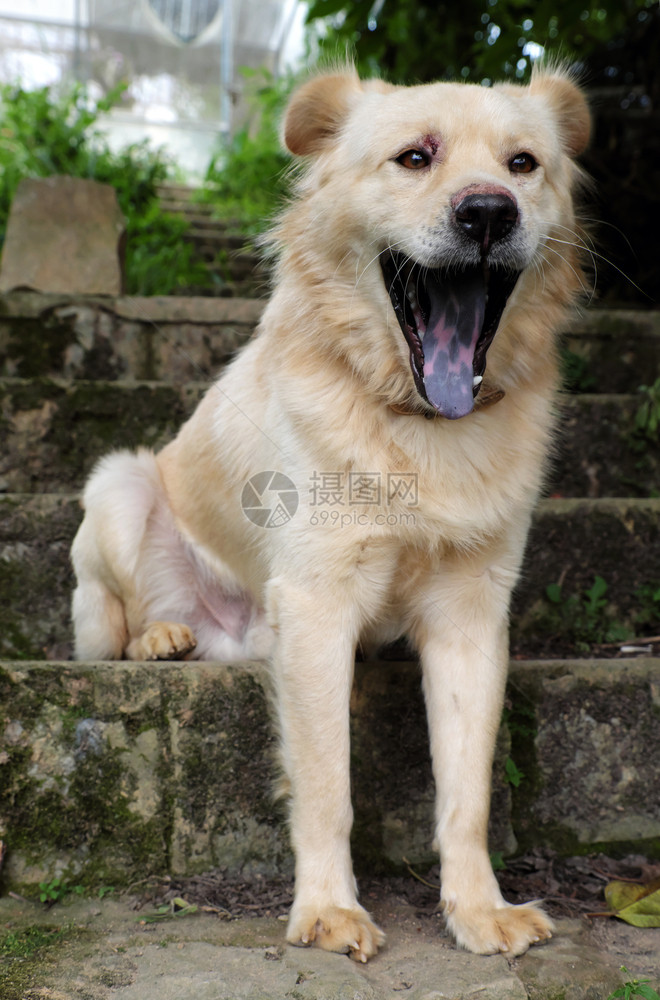 脸越南獠牙白长头发的公狗坐在台阶上打哈白天在旧石头楼梯上养宠物图片