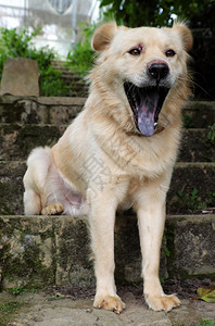 脸越南獠牙白长头发的公狗坐在台阶上打哈白天在旧石头楼梯上养宠物图片