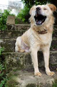 手表白长头发的公狗坐在台阶上打哈白天在旧石头楼梯上养宠物自然乐趣图片