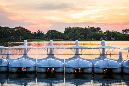 纺纱旅游排白天鹅在日落光下公园湖中水面的白色天鹅旋转踏板船行图片