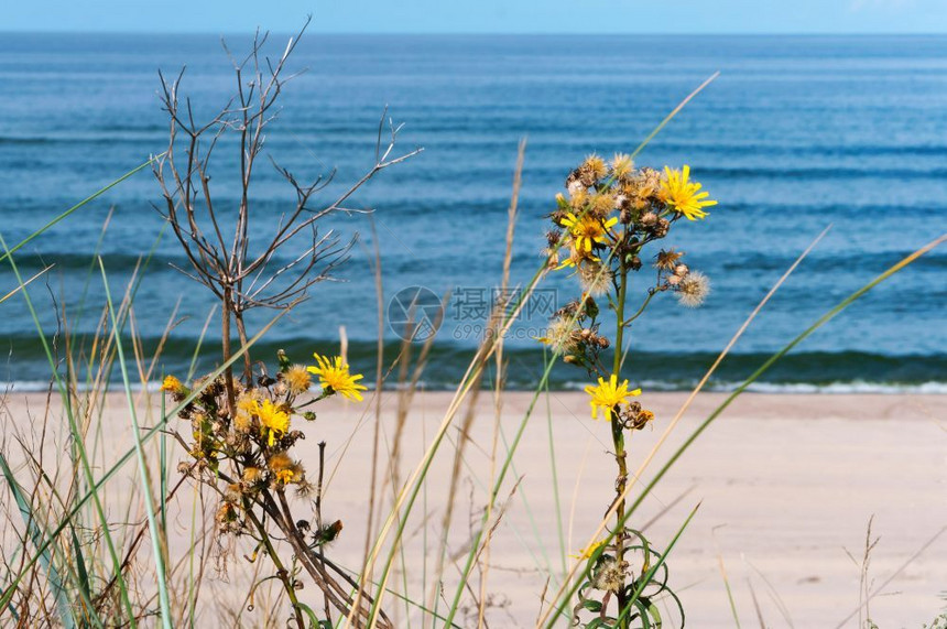 海滩上的小黄花图片