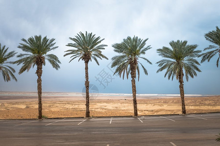 以沙漠和死海的棕榈树为底在死海的阿拉埃尔岛棕榈树东海滨旅行图片