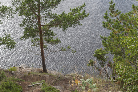 日落俄罗斯的天然湖海岸上有松树的湖安详植物学图片