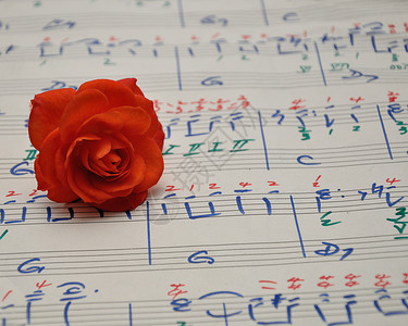颜色花园艺术一块带橙玫瑰的音乐片背景图片