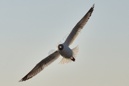 太阳自然离开海鸥鸟以白为背景飞行图片
